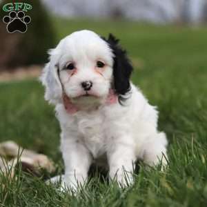 Molly, Cavapoo Puppy